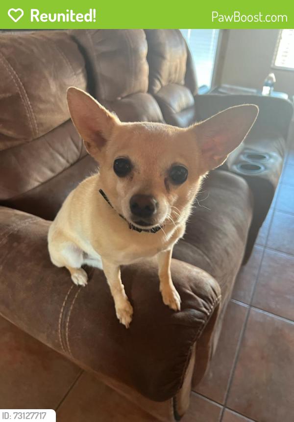 Reunited Male Dog last seen San Joaquin and bopp rd, Tucson, AZ 85735