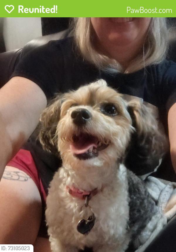 Reunited Female Dog last seen Lee Road and Collins blvd, Covington, LA 70433