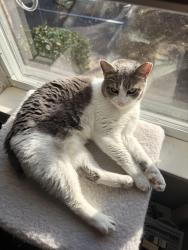Reunited Female Cat last seen Freedom Ave, Sarasota, FL 34239