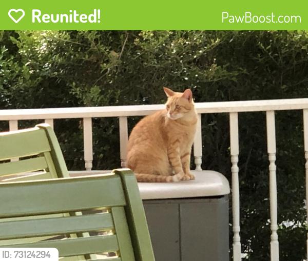 Reunited Male Cat last seen São Paulo St cul de sac, Pasadena, TX 77504