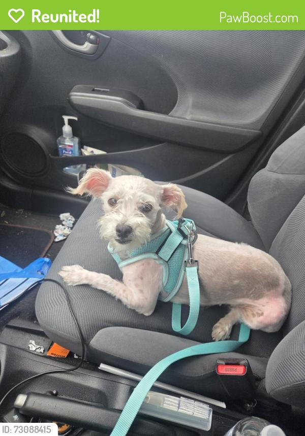 Reunited Female Dog last seen wolfskill & brand, San Fernando, CA 91341