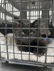Found/Stray Unknown Cat last seen Church street, Rancho Cucamonga, CA 91739