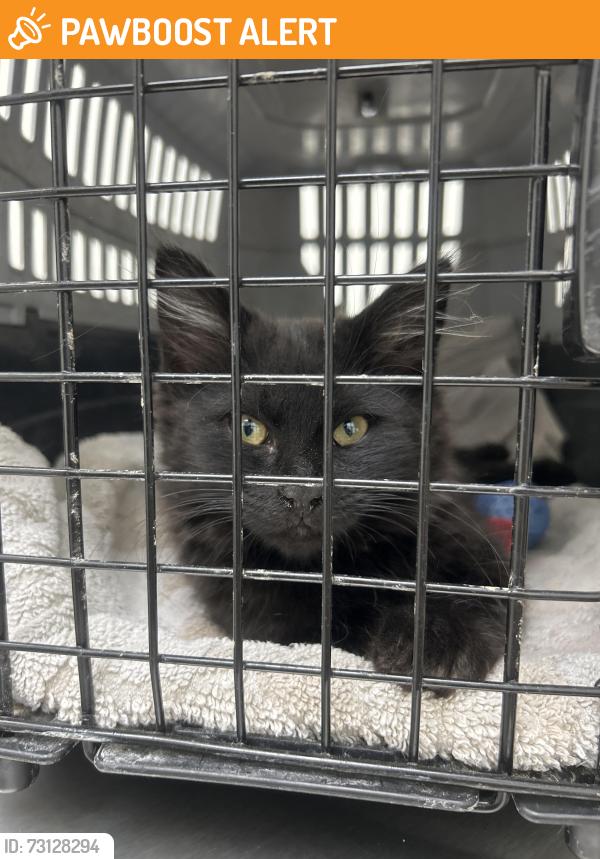 Found/Stray Unknown Cat last seen Church street, Rancho Cucamonga, CA 91739