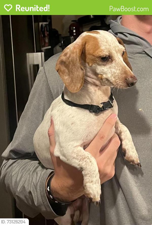 Reunited Male Dog last seen Chisolm Trail and Evans St, Crowley, TX 76036