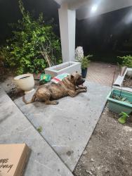 Reunited Male Dog last seen Near NW 3rd Ave, Miami, FL 33168, USA, Miami, FL 33168