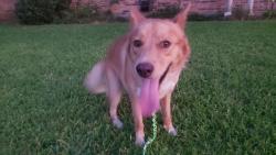 Reunited Male Dog last seen Jupiter @ Hillsdale, Garland, TX 75042