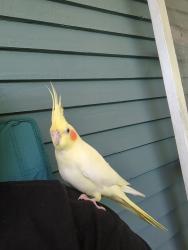 Lost Male Bird last seen N 11th st Dekalb il, DeKalb, IL 60115
