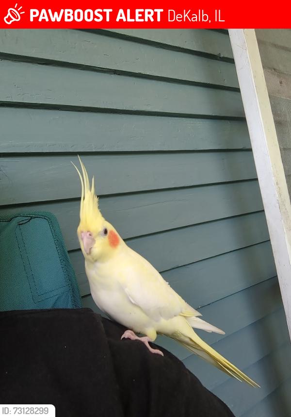 Lost Male Bird last seen N 11th st Dekalb il, DeKalb, IL 60115