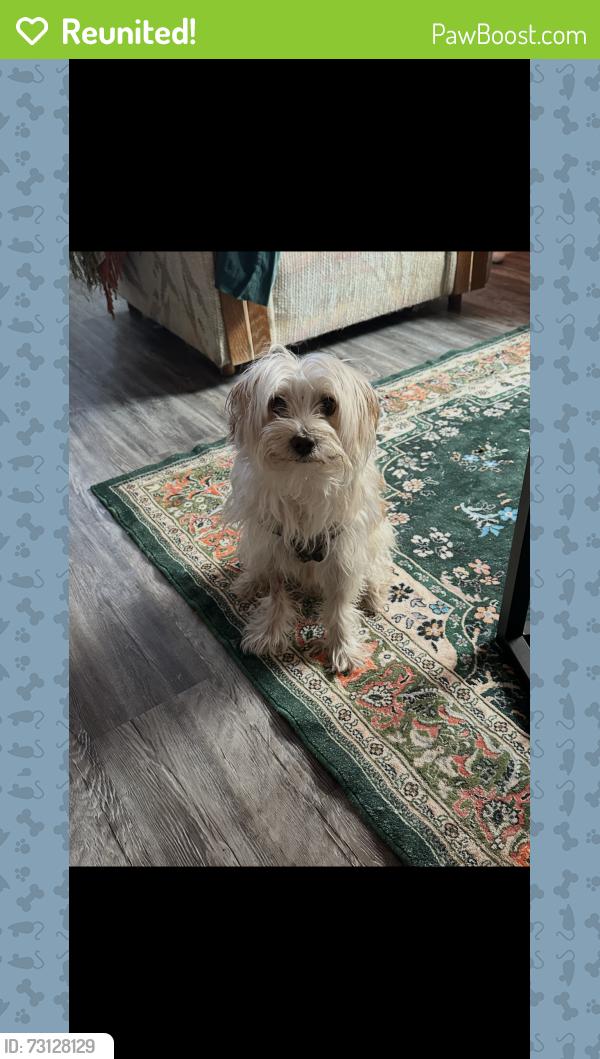 Reunited Male Dog last seen Craycroft and mabel, Tucson, AZ 85712