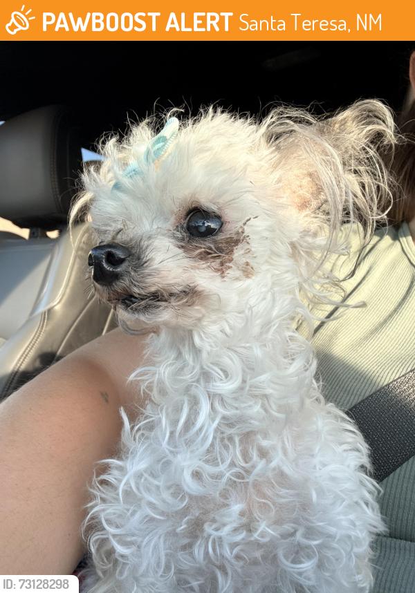 Found/Stray Male Dog last seen Augusta and Chalk Mountain, off McNutt, Santa Teresa, NM 88008