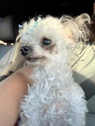 Found/Stray Male Dog last seen Augusta and Chalk Mountain, off McNutt, Santa Teresa, NM 88008
