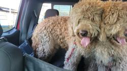 Reunited Male Dog last seen Near SW 36th Ave, Ocala, FL 34474, USA, Ocala, FL 34474