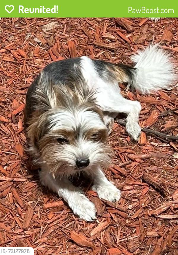 Reunited Male Dog last seen SW 25th Ave & SW 15th St - Waterford Homes/ Crystal Heights, Deerfield Beach, FL 33442
