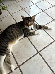 Reunited Male Cat last seen Jefferson & Mountain, Northeast, Albuquerque, NM 87110