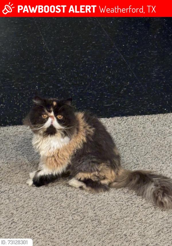 Lost Female Cat last seen Couts, Weatherford, TX 76086