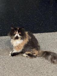 Lost Female Cat last seen Couts, Weatherford, TX 76086