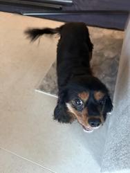 Reunited Female Dog last seen Adams & Starlight, Bermuda Dunes, CA 92203