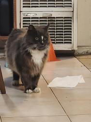 Reunited Female Cat last seen E 14th, Oakland, CA 94603