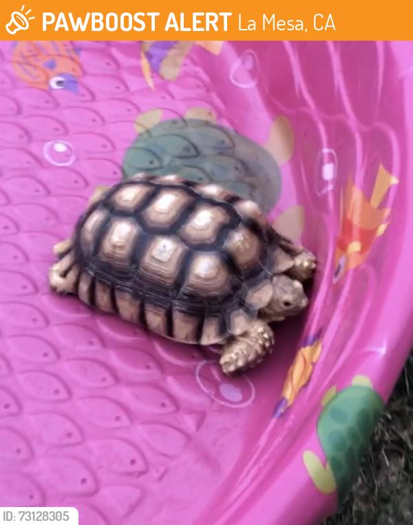 Found/Stray Unknown Other last seen 68th st and Rosefield Dr., La Mesa, CA 92115