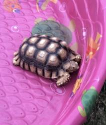 Found/Stray Unknown Other last seen 68th st and Rosefield Dr., La Mesa, CA 92115