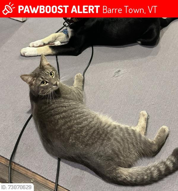 Lost Male Cat last seen Barre Town Forest, Millstone Trails Grand Lookout Trail; Violette St/Milano Hill/Church Hill Rd. Websterville, Barre Town, VT 05641
