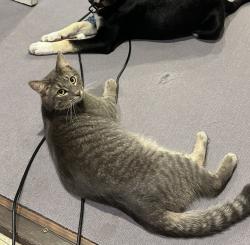 Lost Male Cat last seen Barre Town Forest, Millstone Trails Grand Lookout Trail; Violette St/Milano Hill/Church Hill Rd. Websterville, Barre Town, VT 05641