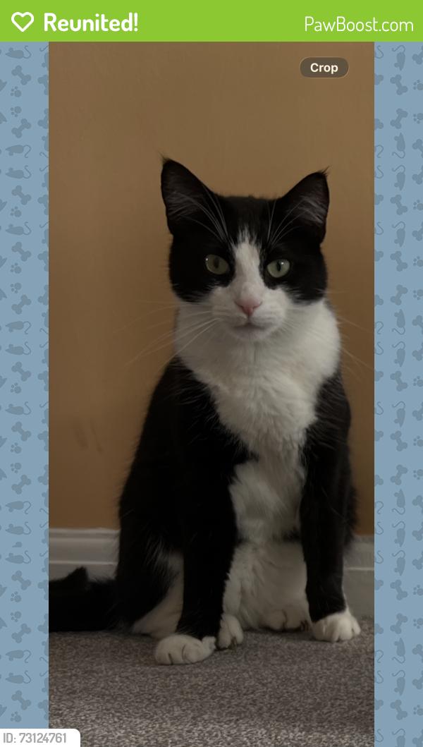 Reunited Male Cat last seen Moorfield Road area, Brockworth, England 