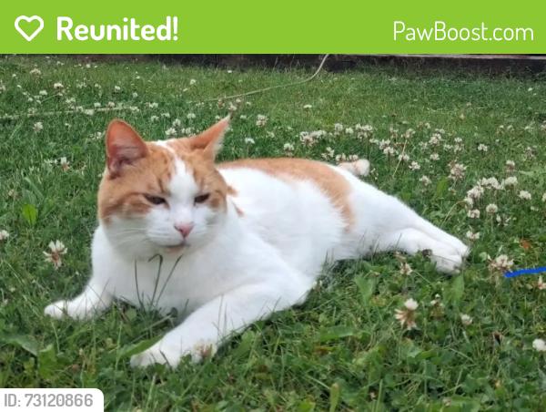 Reunited Male Cat last seen Leek Road, Grin Low, Macclesfield Old Road, Burbage, Derbyshire, England SK17 6WF