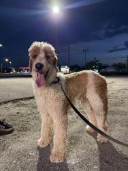 Found/Stray Male Dog last seen Coors and gun club, Valley Gardens, NM 87121