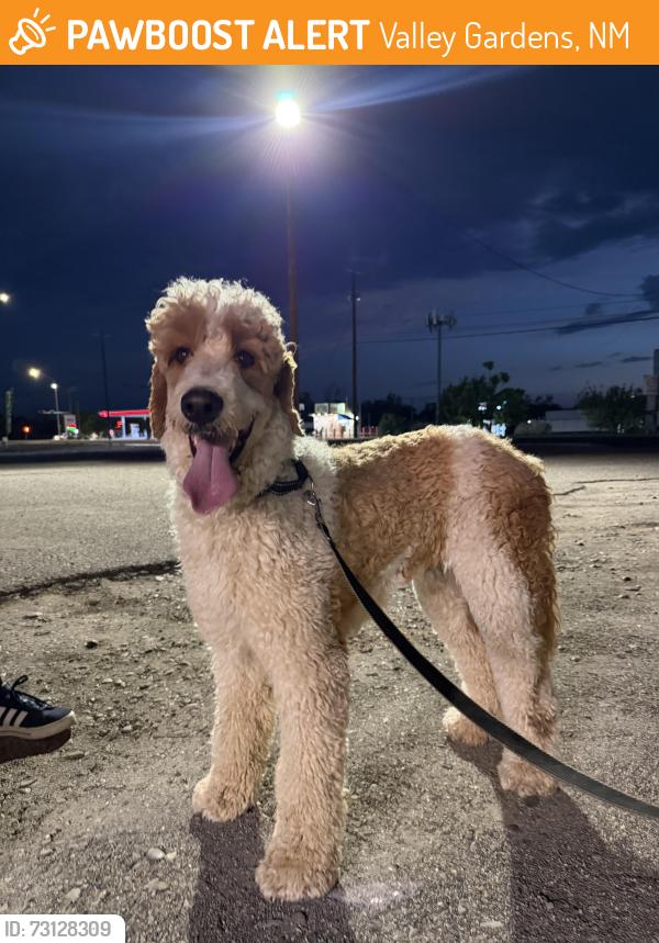 Found/Stray Male Dog last seen Coors and gun club, Valley Gardens, NM 87121