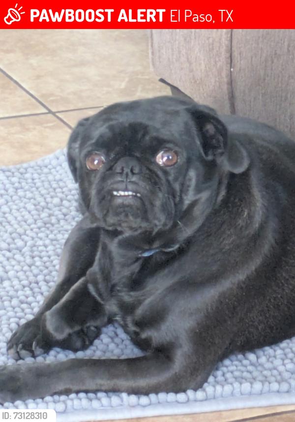 Lost Female Dog last seen Montecito, El Paso, TX 79915