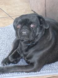 Lost Female Dog last seen Montecito, El Paso, TX 79915