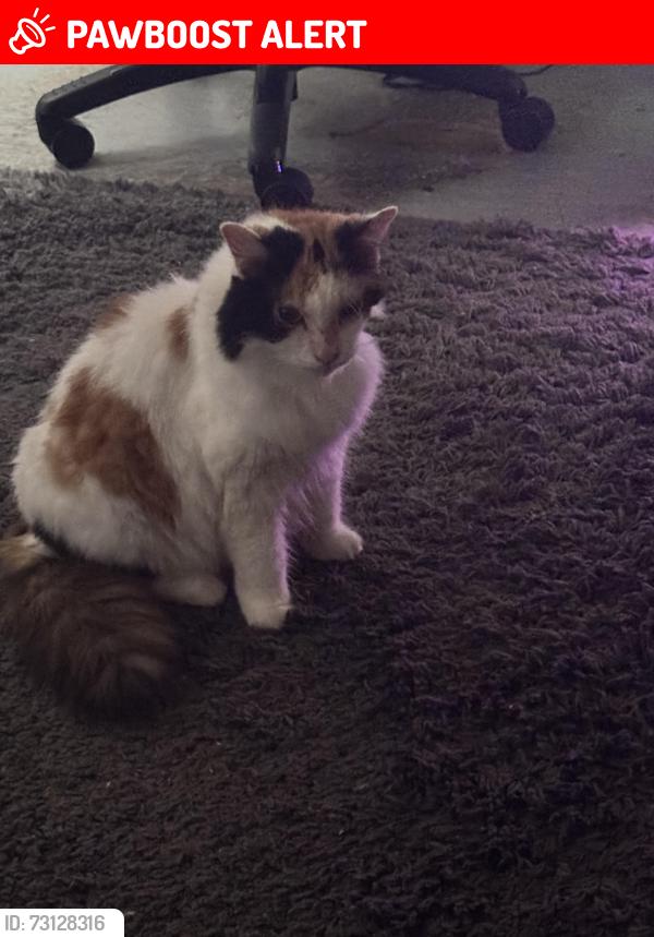 Lost Female Cat last seen whitlock drive, Greater London, England SW19 6SN
