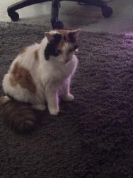 Lost Female Cat last seen whitlock drive, Greater London, England SW19 6SN