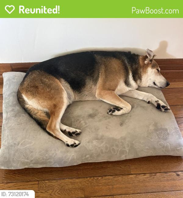 Reunited Male Dog last seen La Crescenta Ave & Sycamore Ave., Glendale, CA 91214