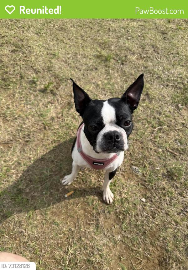 Reunited Female Dog last seen Near ruea st Grand Prairie tx 75050, Grand Prairie, TX 75050