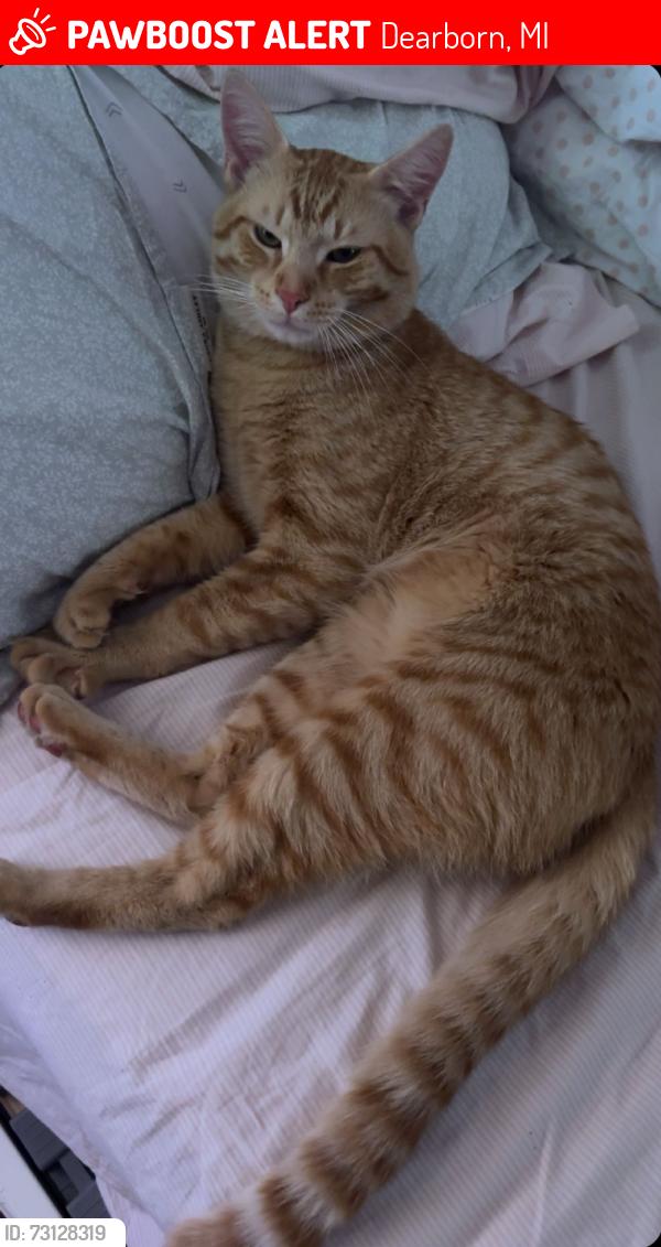 Lost Male Cat last seen Kingsbury, Lafayette Franklin ,, Dearborn, MI 48128