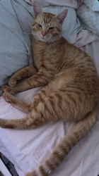 Lost Male Cat last seen Kingsbury, Lafayette Franklin ,, Dearborn, MI 48128