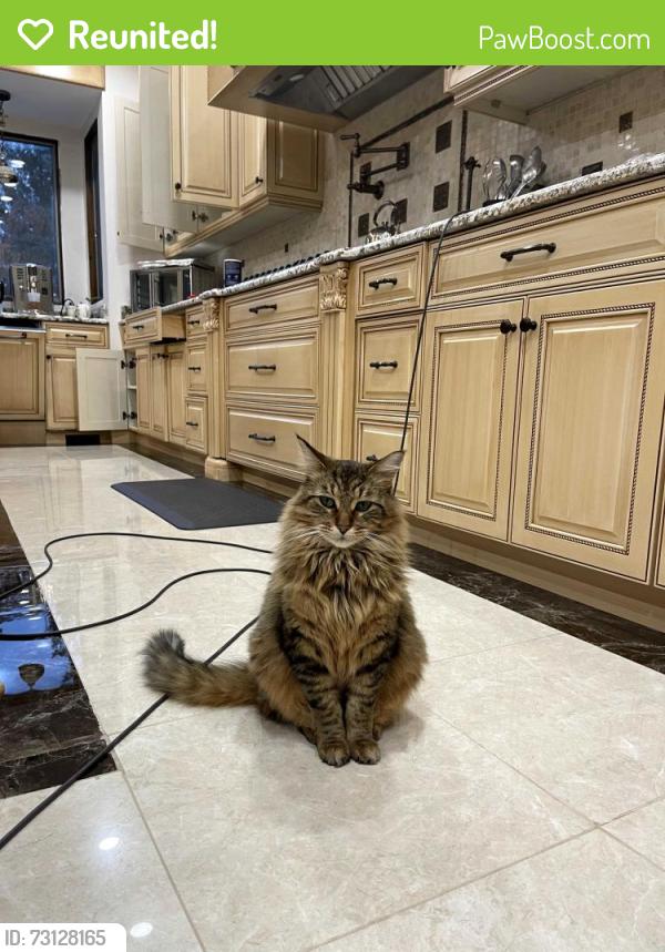 Reunited Male Cat last seen Woodward Ave and Long Lake Rd, Bloomfield Hills, MI 48304
