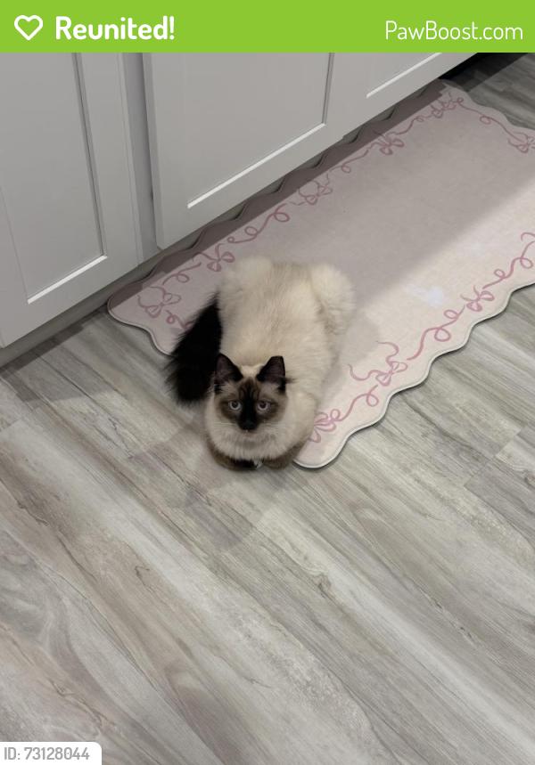 Reunited Male Cat last seen Mt olive rd, Okaloosa County, FL 32539