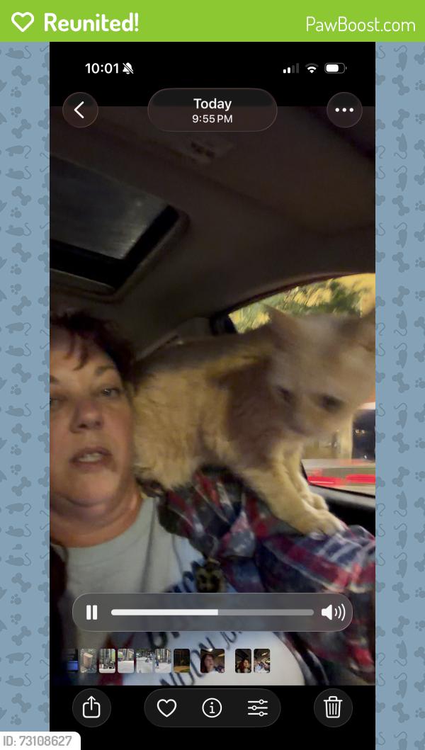 Reunited Male Cat last seen North Whipple and West Dickens, Chicago, IL 60647
