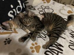 Reunited Male Cat last seen Near Valley Vista Blvd, Van Nuys, CA 91403, USA, Los Angeles, CA 91403