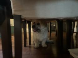 Reunited Unknown Dog last seen Fraser, Edmonton, AB T5Y 2R6
