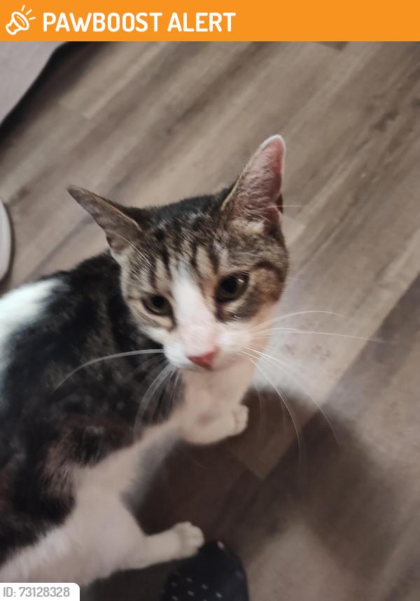 Rehomed Unknown Cat last seen Near upper valley ln, New Castle County, DE 19711