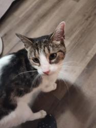 Found/Stray Unknown Cat last seen Near upper valley ln, New Castle County, DE 19711