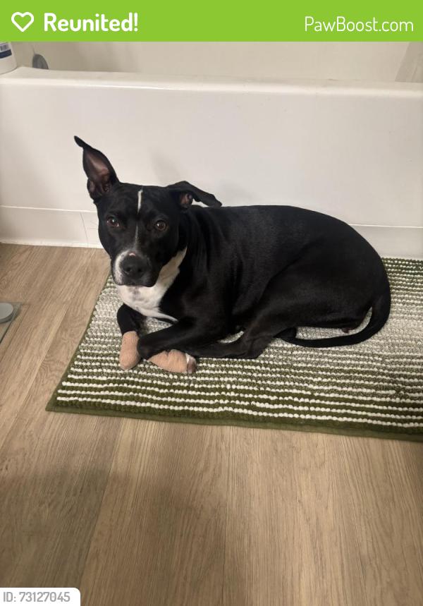 Reunited Female Dog last seen Near S lakeshore dr, tempe, az, 85282, Tempe, AZ 85282