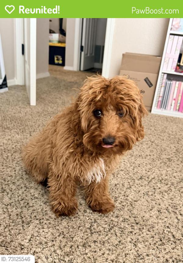 Reunited Female Dog last seen Chuck Heinrich Park Trails, El Paso, TX 79934