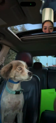 Reunited Male Dog last seen South State St & Cottonwood Ave, San Jacinto, CA 92583