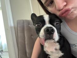Reunited Female Dog last seen Kiln creek, Newport News, VA 23602