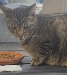 Reunited Unknown Cat last seen West 64th Dr and McIntyre St Arvada, Arvada, CO 80007
